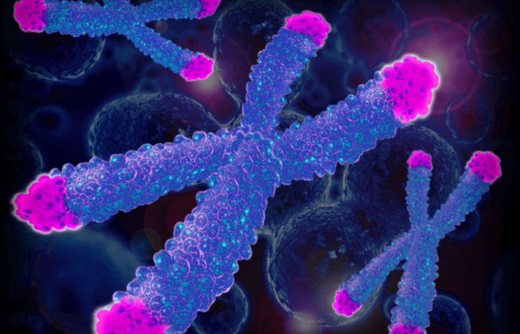 Telómeros en los cromosomas